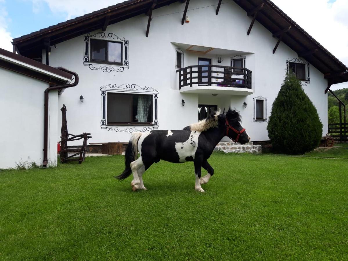 Hotel Vila Maria Sasciori Sebes Zewnętrze zdjęcie